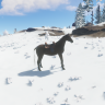 Horse Spawns